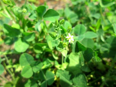 Quendel-Sandkraut (Arenaria serpyllifolia) im Bürgerpark Saarbrücken
