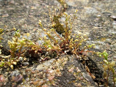 Quendel-Sandkraut (Arenaria serpyllifolia) am Bahnhof Saarbrücken-Ost