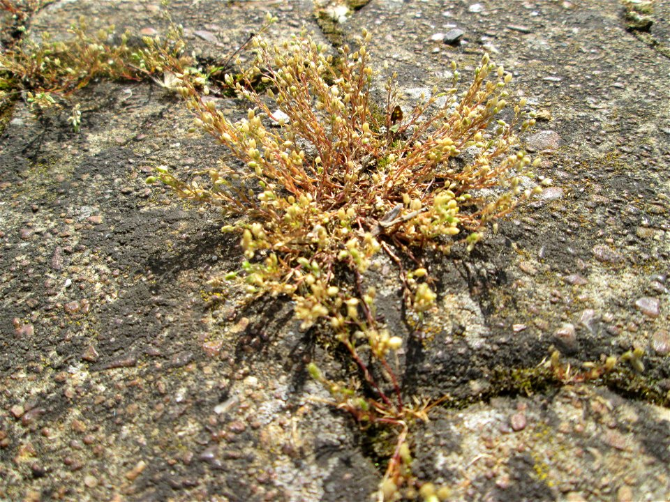 Quendel-Sandkraut (Arenaria serpyllifolia) am Bahnhof Saarbrücken-Ost
