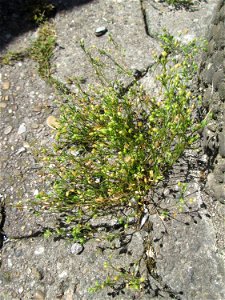 Quendel-Sandkraut (Arenaria serpyllifolia) in Saarbrücken