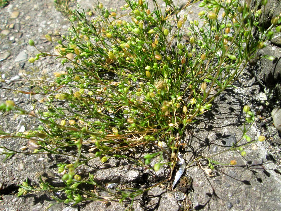 Quendel-Sandkraut (Arenaria serpyllifolia) in Saarbrücken