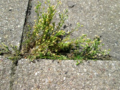 Quendel-Sandkraut (Arenaria serpyllifolia) in Saarbrücken