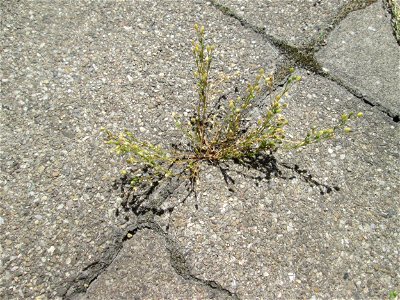 Quendel-Sandkraut (Arenaria serpyllifolia) in Saarbrücken