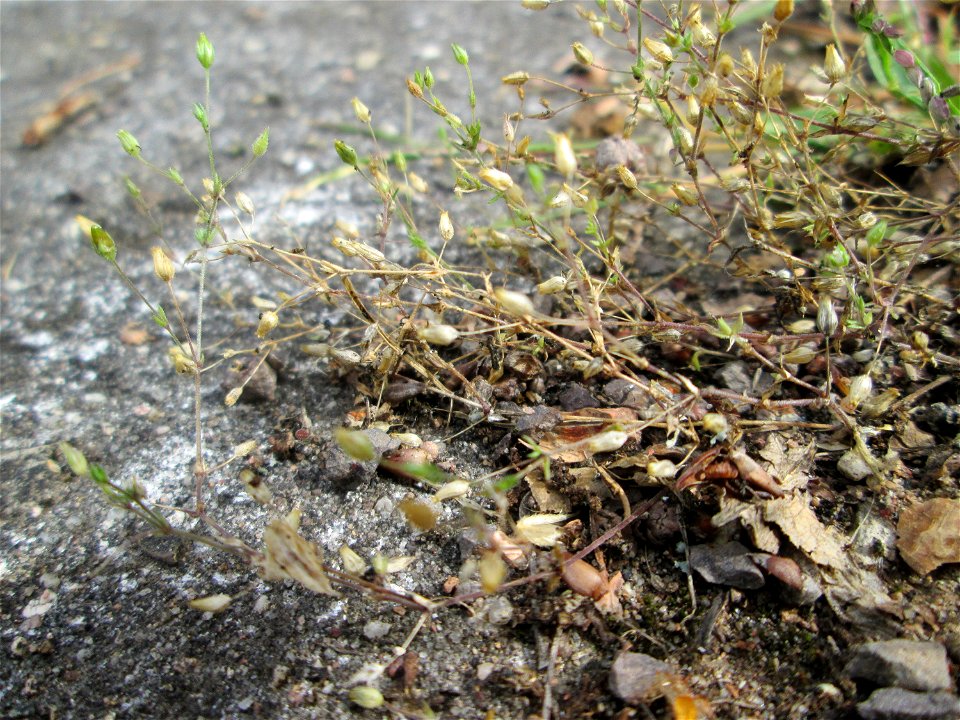 Quendel-Sandkraut (Arenaria serpyllifolia) am Hauptfriedhof Saarbrücken