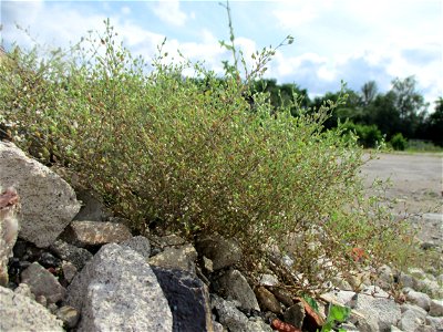 Quendel-Sandkraut (Arenaria serpyllifolia) auf einer Brachfläche der Halberger Hütte in Brebach