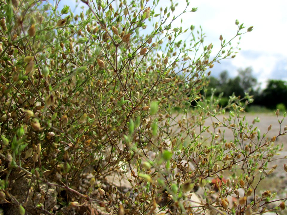 Quendel-Sandkraut (Arenaria serpyllifolia) auf einer Brachfläche der Halberger Hütte in Brebach