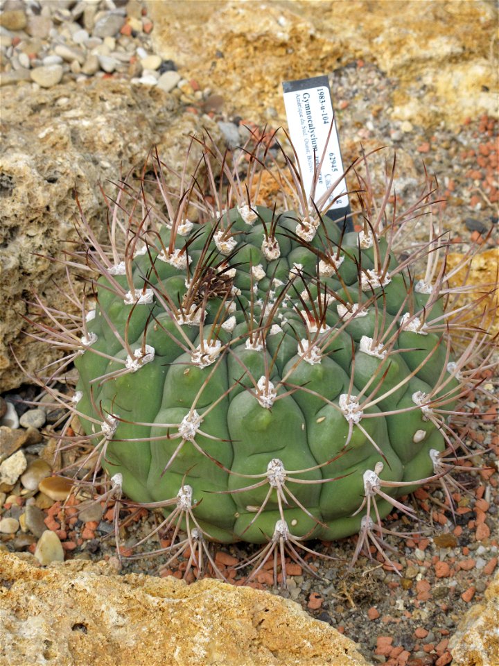 Gymnocalycium zegarrae in a greenhouse of the Jardin des Plantes in Paris.