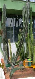 Stenocereus pruinosus in the greenhouses of the Jardin des Plantes de Paris. Plant identified by its botanic label.