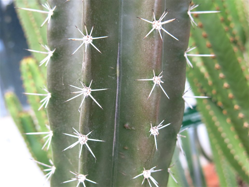 Stenocereus pruinosus in the greenhouses of the Jardin des Plantes de Paris. Plant identified by its botanic label.