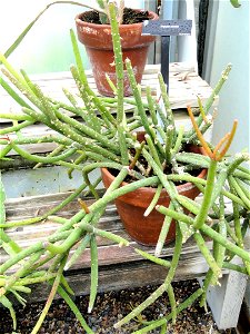 Botanical specimen in the Margaret C. Ferguson Greenhouses, Wellesley College Botanic Gardens, Wellesley College, Wellesley, Massachusetts, USA.