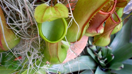 Nepenthes burkei at the United States Botanic Garden