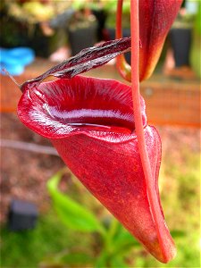Here is a photo of my cultivated N. jacquelineae.

-Jeremiah-