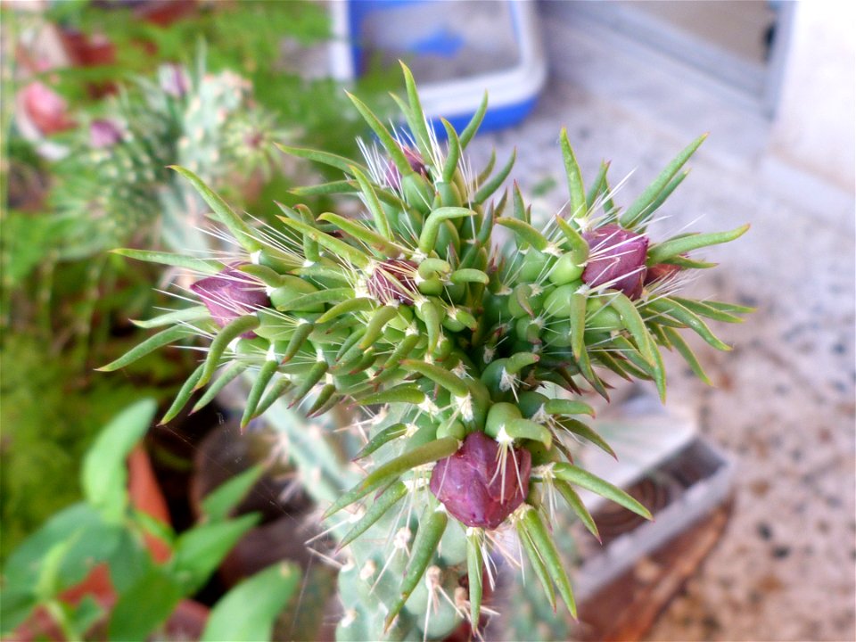 i think its species is "C. spinosior"