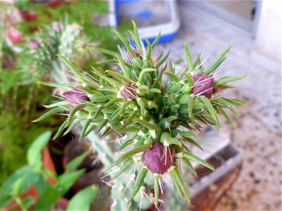 i think its species is "C. spinosior"