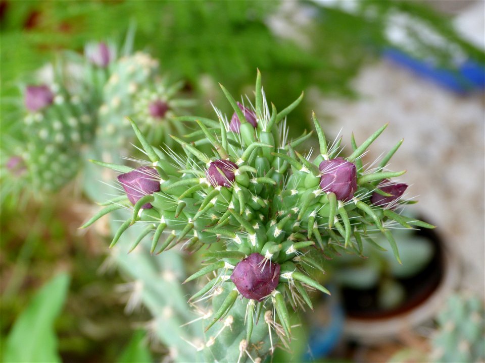 i think its species is "C. spinosior"