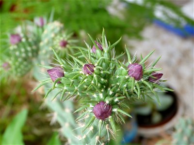 i think its species is "C. spinosior"