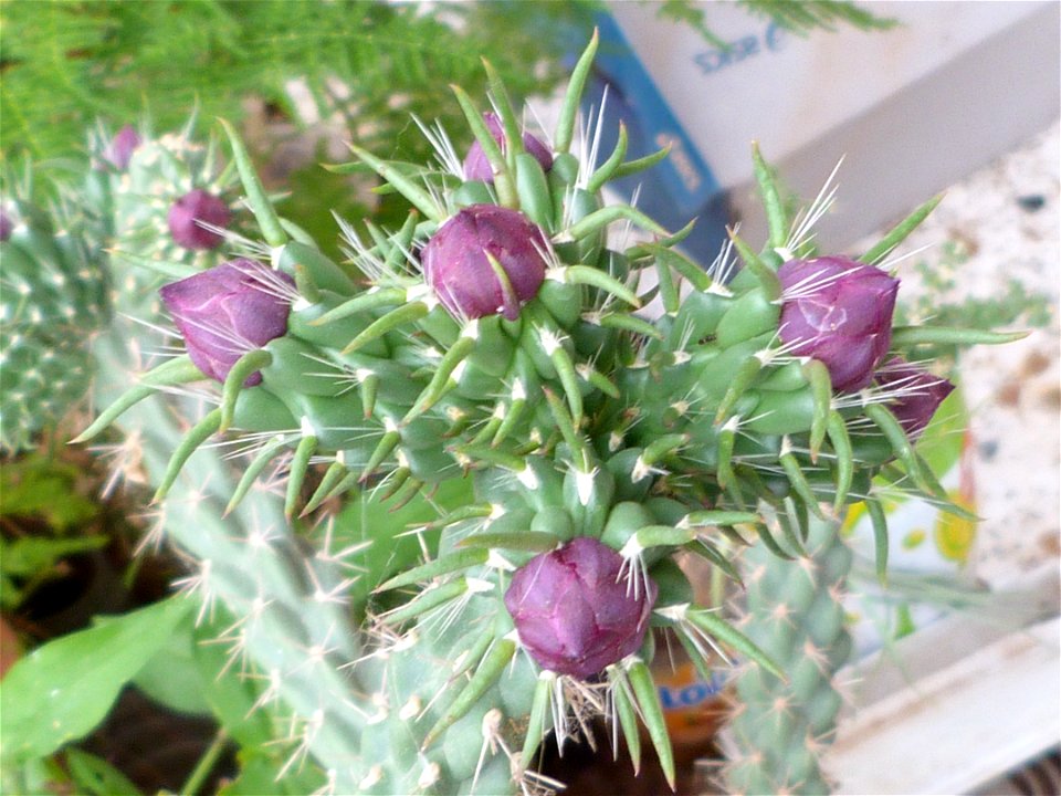 i think its species is "C. spinosior"