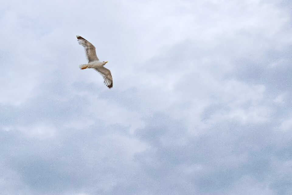Animal wildlife white