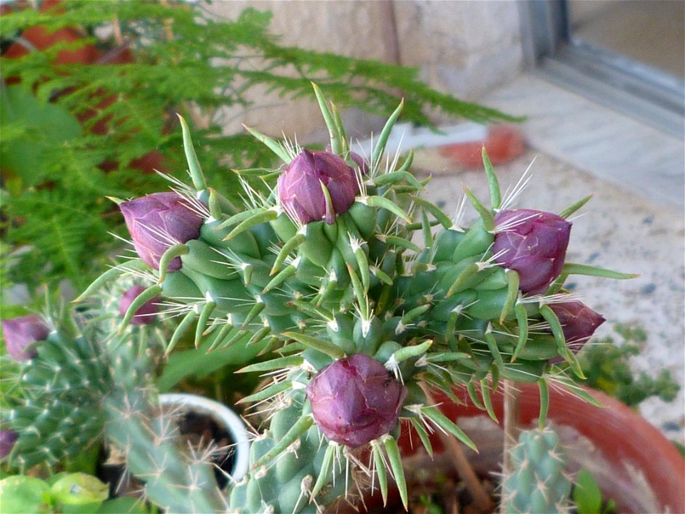 i think its species is "C. spinosior"