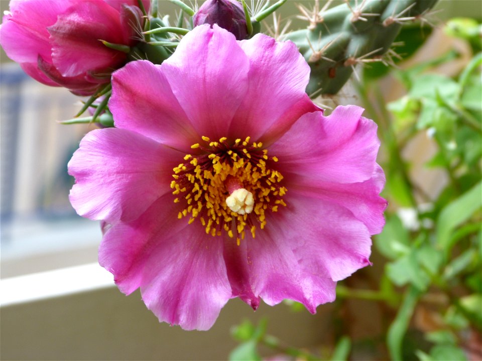 i think its species is "C. spinosior"
