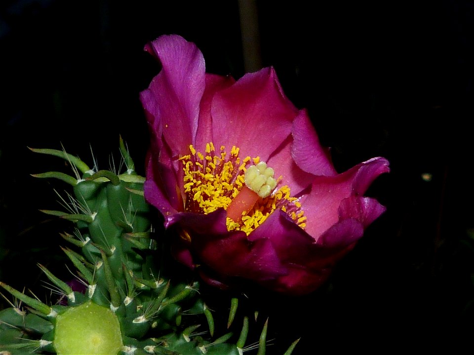 i think its species is "C. spinosior"