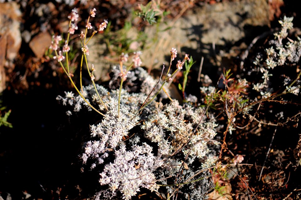 Eriogonum wrightii var. subscaposum in Regional Parks Botanic Garden. Accompanying plaque reads: "Wright's Eriogonum, Eriogonum wrightii var. subscaposum, 85,180 Polygonaceae, San Gabriel Mountains, 6