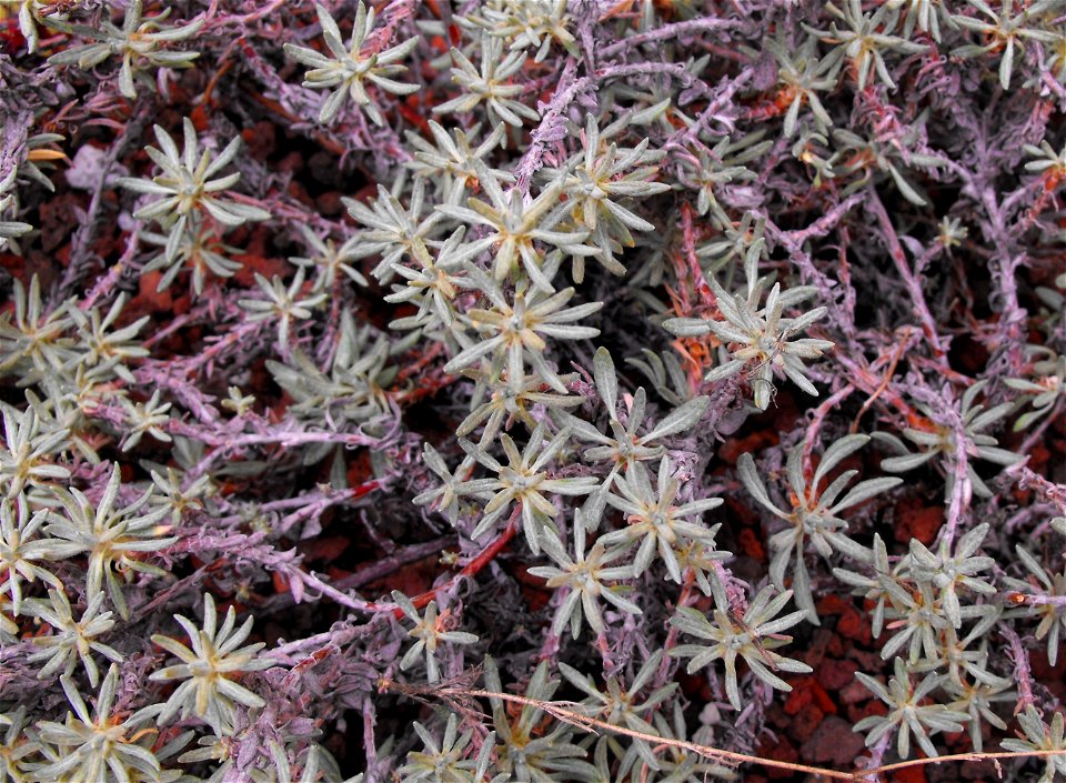 Eriogonum wrightii at Rancho Santa Ana Botanic Gardens in Claremont, California, USA. Identified by sign.