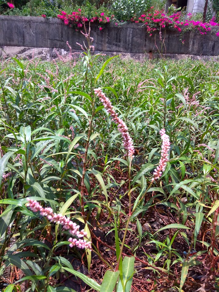 Polygonum glabrum with pink small flowers found growing on a flowing stream bank in Ratnagiri district of Maharashtra India (Konkan East coast of India). These flowers have a mild aromatic odour and w