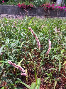 Polygonum glabrum with pink small flowers found growing on a flowing stream bank in Ratnagiri district of Maharashtra India (Konkan East coast of India). These flowers have a mild aromatic odour and w