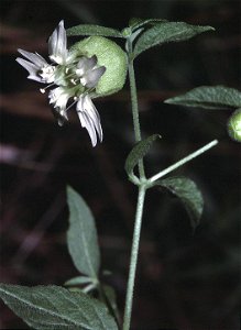 Cucubalus baccifer in Unterfranken