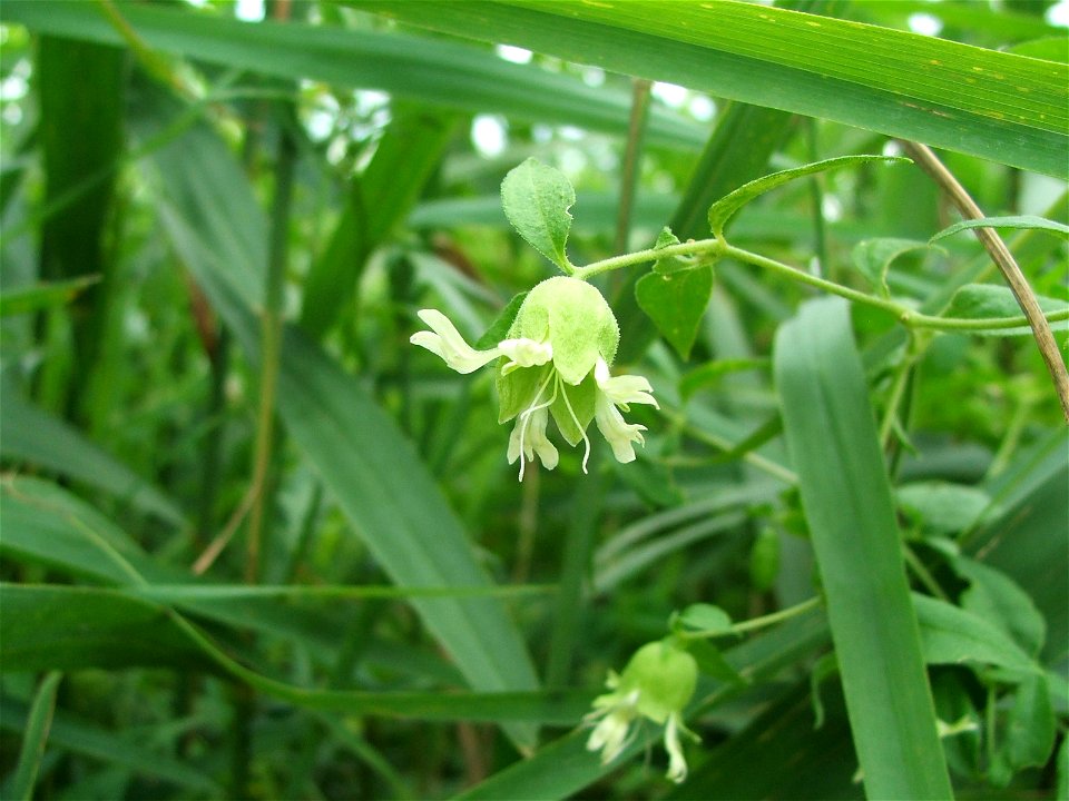Silene baccifera
