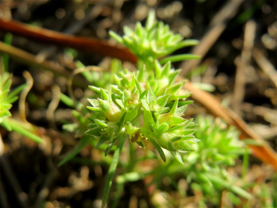 Einjähriger Knäuel (Scleranthus annuus) in der Schwetzinger Hardt