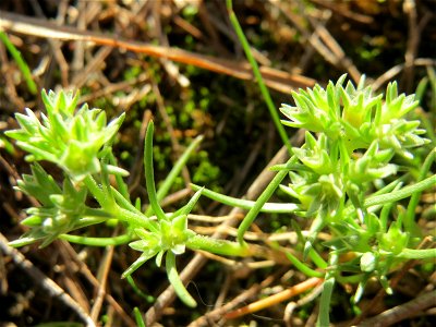 Einjähriger Knäuel (Scleranthus annuus) in der Schwetzinger Hardt