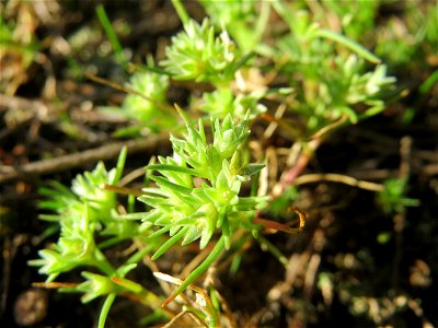 Einjähriger Knäuel (Scleranthus annuus) in der Schwetzinger Hardt