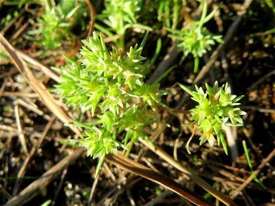 Einjähriger Knäuel (Scleranthus annuus) in der Schwetzinger Hardt