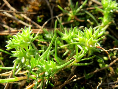Einjähriger Knäuel (Scleranthus annuus) in der Schwetzinger Hardt