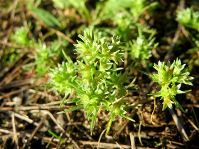 Einjähriger Knäuel (Scleranthus annuus) in der Schwetzinger Hardt