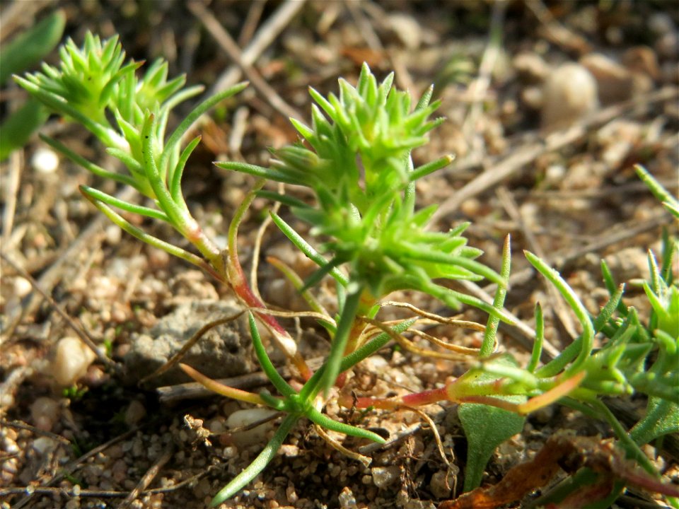 Einjähriger Knäuel (Scleranthus annuus) an einem Extremstandort auf trockener Sandfläche in der Schwetzinger Hardt
