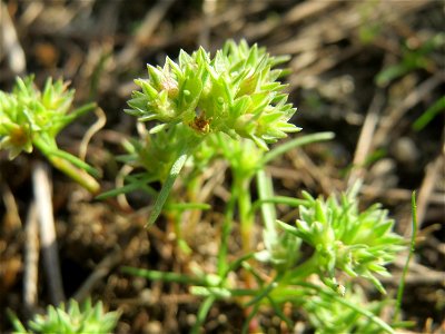 Einjähriger Knäuel (Scleranthus annuus) an einem Extremstandort auf trockener Sandfläche in der Schwetzinger Hardt