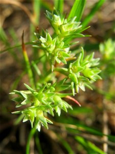 Einjähriger Knäuel (Scleranthus annuus) an einem Extremstandort auf trockener Sandfläche in der Schwetzinger Hardt - hier eher selten