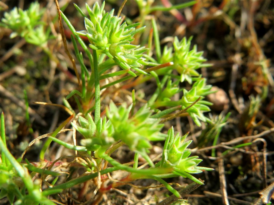 Einjähriger Knäuel (Scleranthus annuus) an einem Extremstandort auf trockener Sandfläche in der Schwetzinger Hardt - hier eher selten