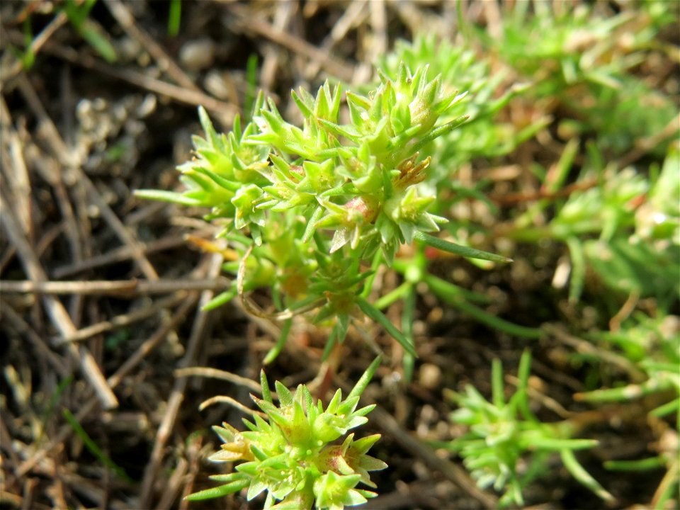 Einjähriger Knäuel (Scleranthus annuus) an einem Extremstandort auf trockener Sandfläche in der Schwetzinger Hardt - hier eher selten