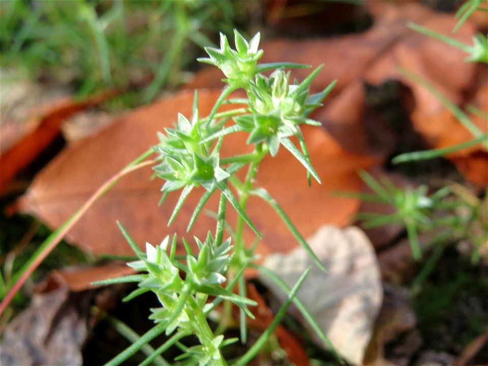 Einjähriger Knäuel (Scleranthus annuus) an einem Extremstandort auf trockener Sandfläche in der Schwetzinger Hardt - hier eher selten
