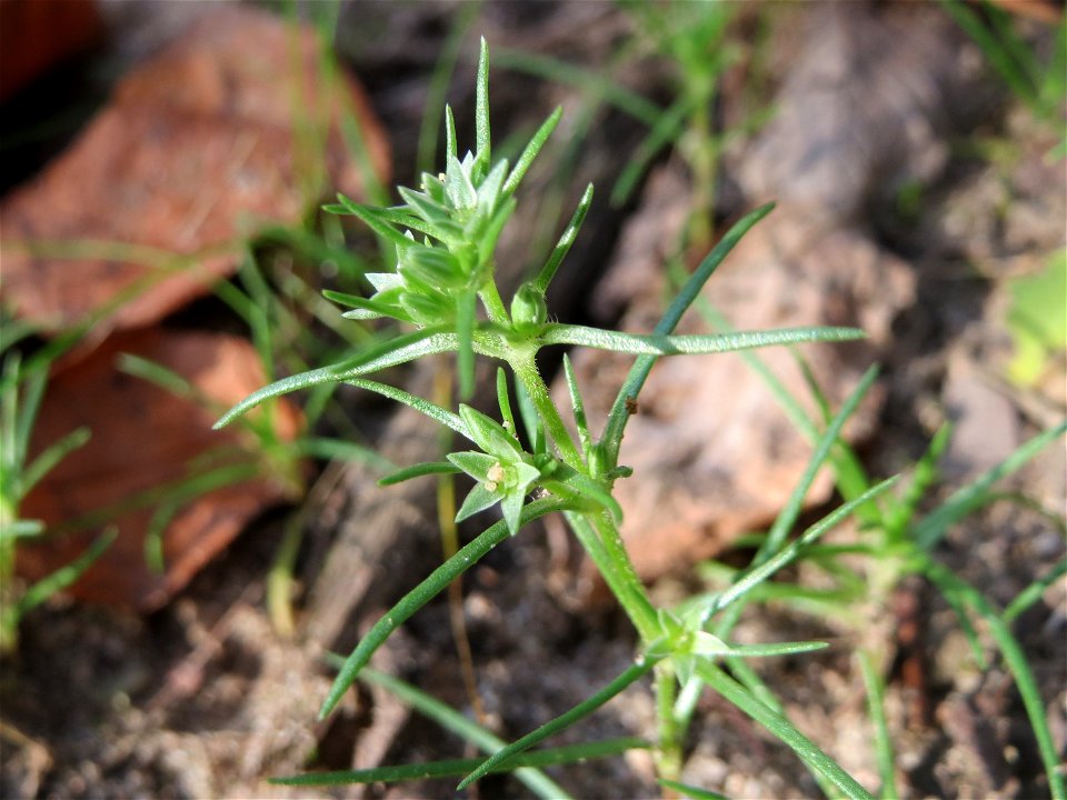 Einjähriger Knäuel (Scleranthus annuus) an einem Extremstandort auf trockener Sandfläche in der Schwetzinger Hardt - hier eher selten