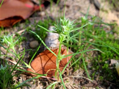 Einjähriger Knäuel (Scleranthus annuus) an einem Extremstandort auf trockener Sandfläche in der Schwetzinger Hardt - hier eher selten