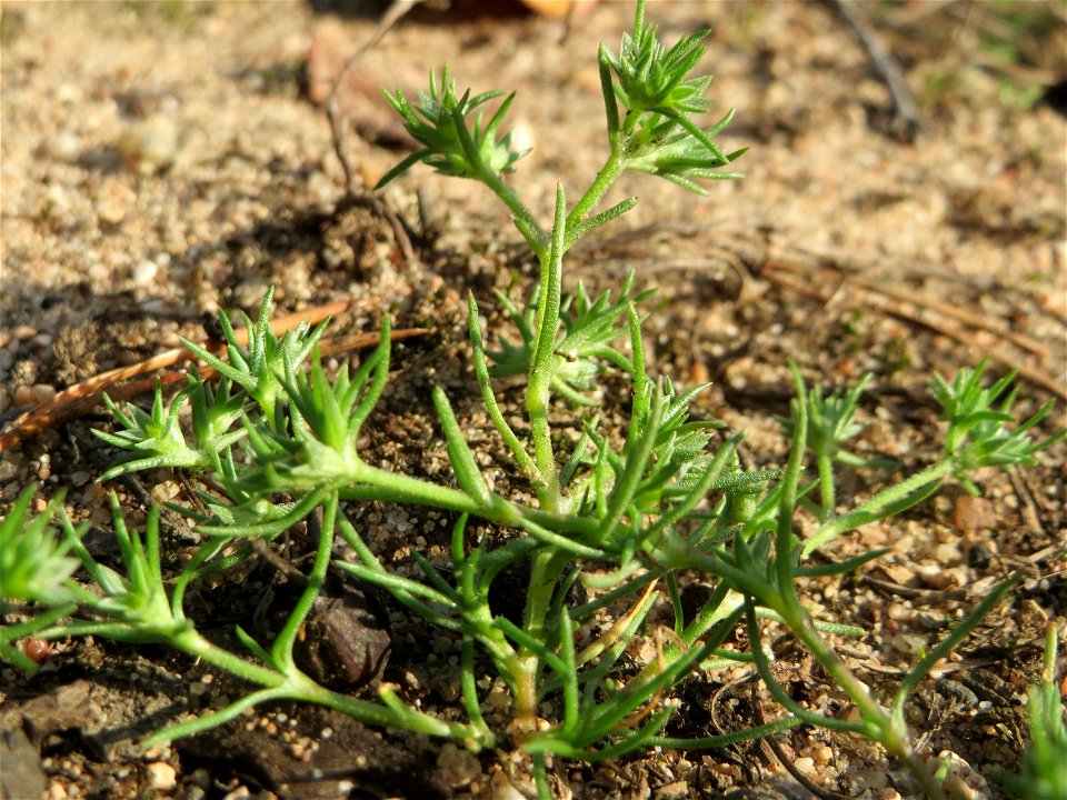 Einjähriger Knäuel (Scleranthus annuus) an einem Extremstandort auf trockener Sandfläche in der Schwetzinger Hardt - hier eher selten
