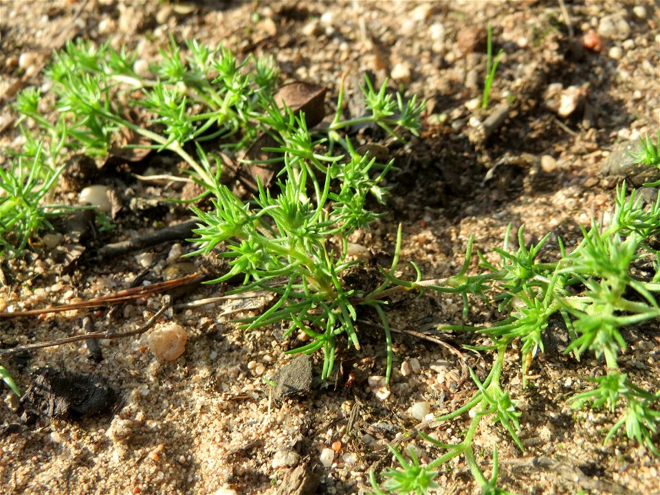 Einjähriger Knäuel (Scleranthus annuus) an einem Extremstandort auf trockener Sandfläche in der Schwetzinger Hardt - hier eher selten