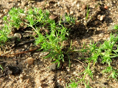 Einjähriger Knäuel (Scleranthus annuus) an einem Extremstandort auf trockener Sandfläche in der Schwetzinger Hardt - hier eher selten