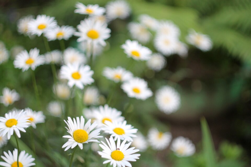 Meadow bloom white photo