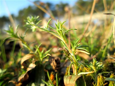 Einjähriger Knäuel (Scleranthus annuus) auf einer Parkplatzwiese am Nordring in Hockenheim